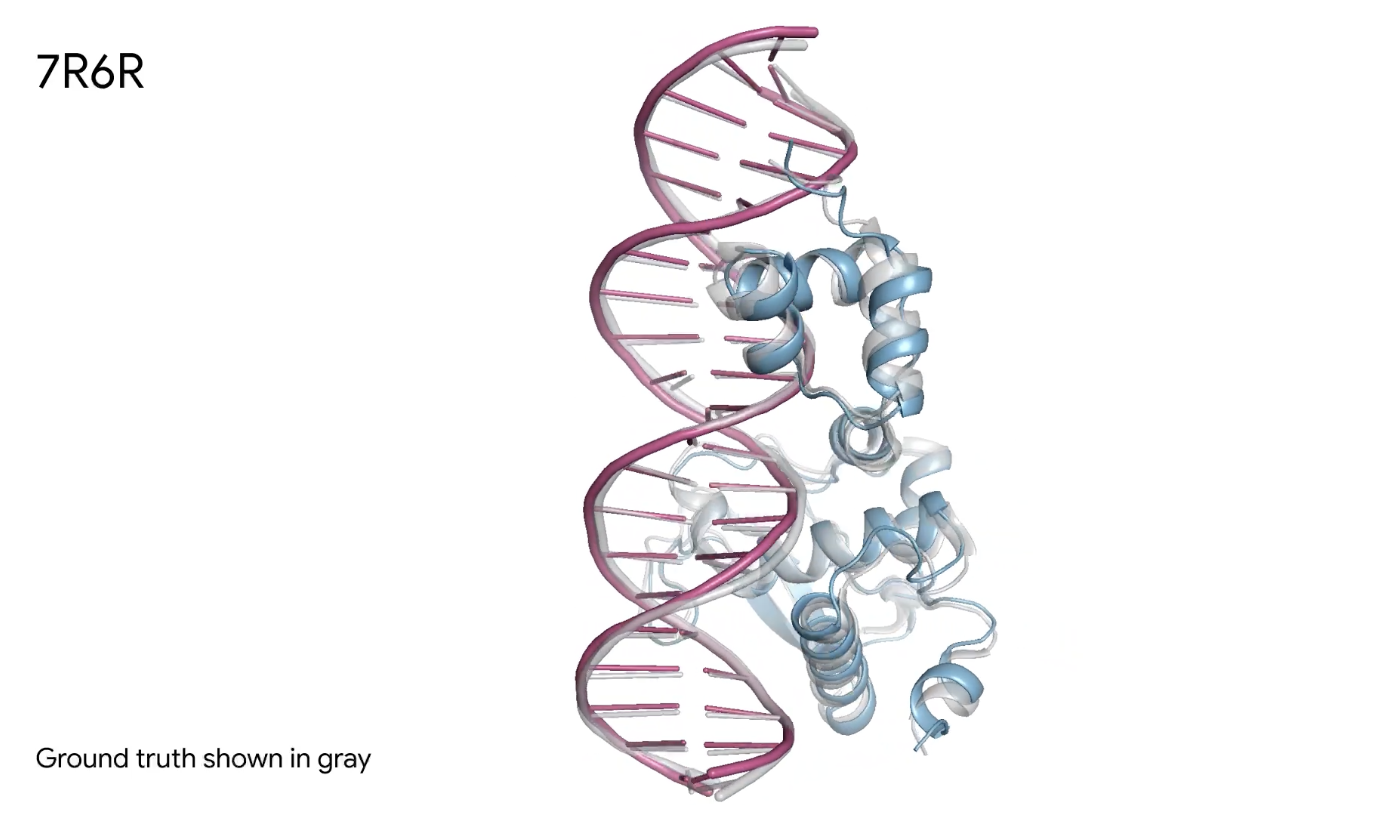 AlphaFold 3 Vorhersage eines DNA-Protein-Komplexes, dargestellt als 3D-Modell mit Protein in Blau und DNA in Rosa. Die tatsächliche Struktur ist in Grau angezeigt, was die hohe Genauigkeit der AlphaFold 3 Technologie unterstreicht.