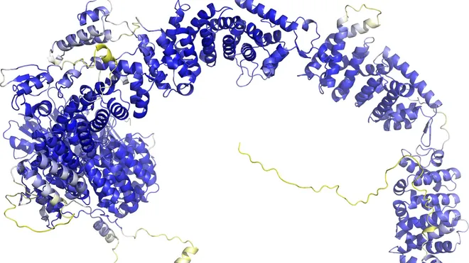 
"Detailreiches 3D-Modell eines komplexen Protein-Clusters vorhergesagt von AlphaFold 3, mit hervorgehobenen blauen und weißen Proteinelementen, verbunden durch eine gelbe molekulare Struktur, illustriert die fortschrittliche KI-Genauigkeit in der biomedizinischen Forschung.